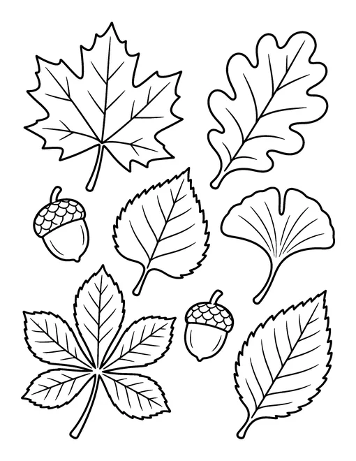Seven different fall leaves, including maple, oak, ginkgo and chestnut, with three acorns, coloring page