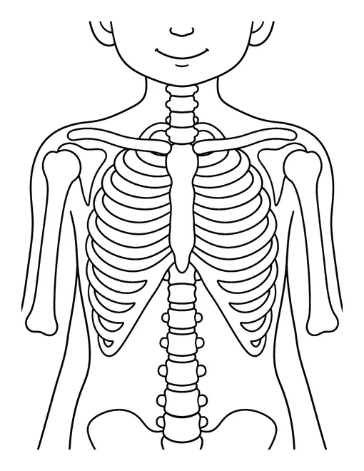 Chest x-ray of a child showing the ribcage, spine, collarbones and shoulder bones, coloring page