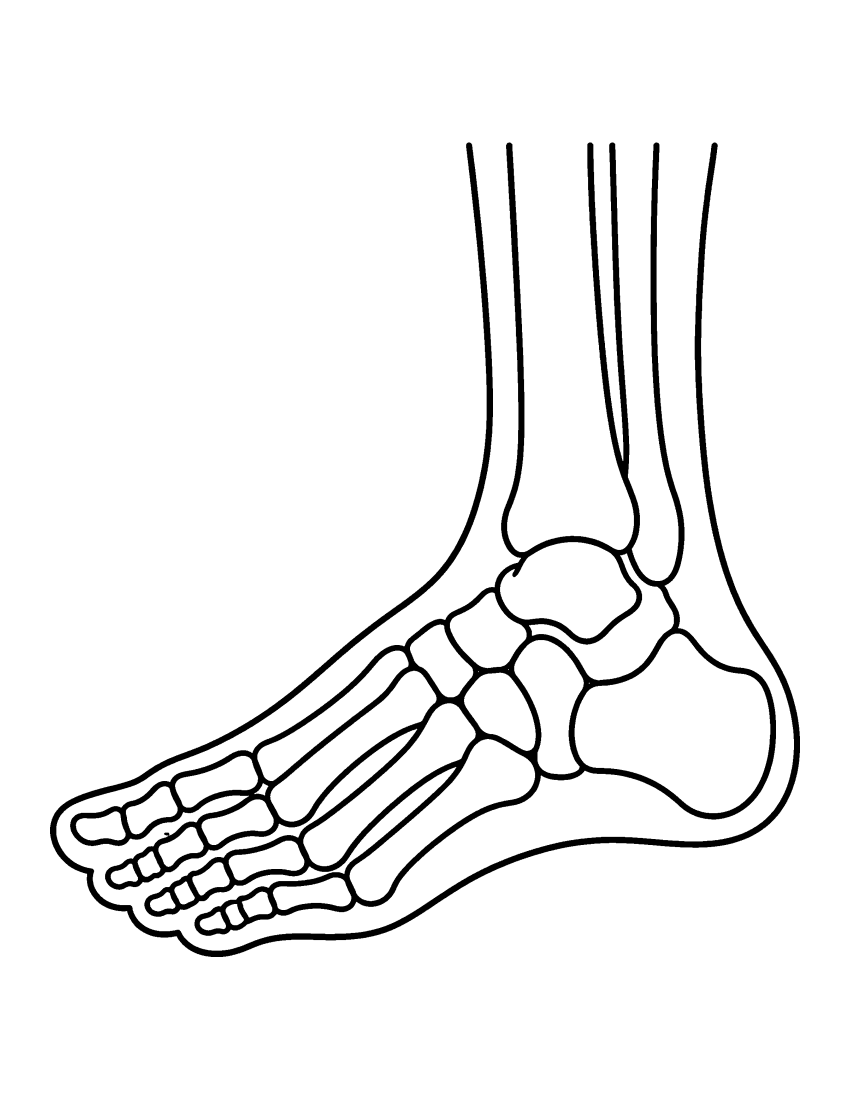 X-ray of a human foot from the side showing the toe bones, foot bones, heel and ankle, coloring page