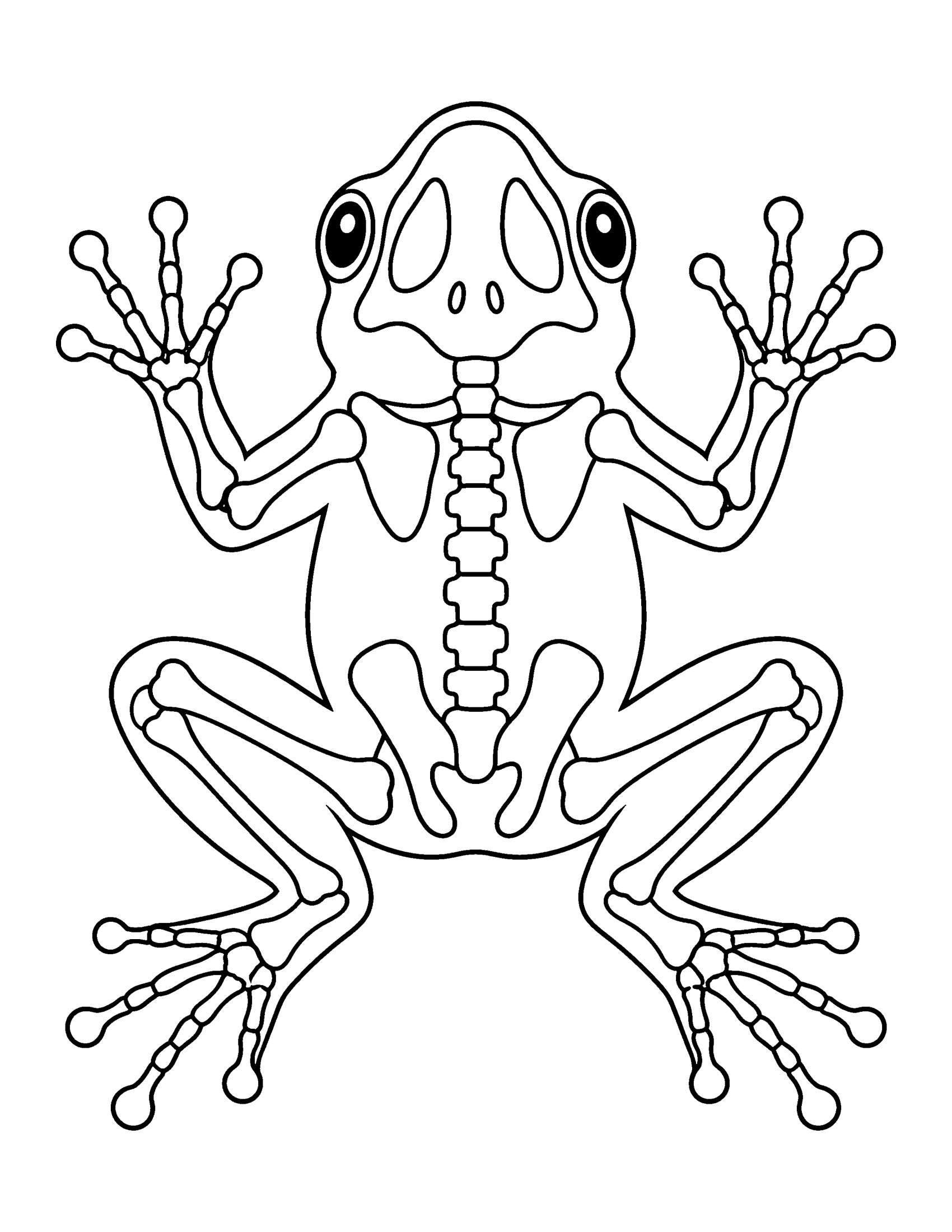 X-ray of a frog seen from above showing its skeleton and long leg bones, coloring page