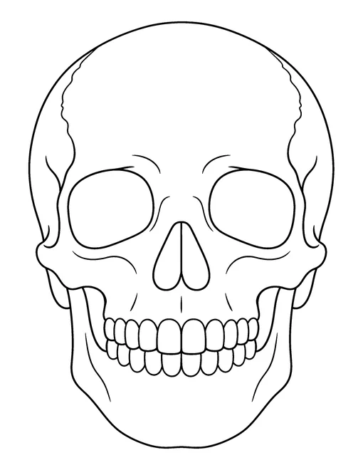 Friendly human skull seen from the front with eye sockets, nose and teeth, coloring page